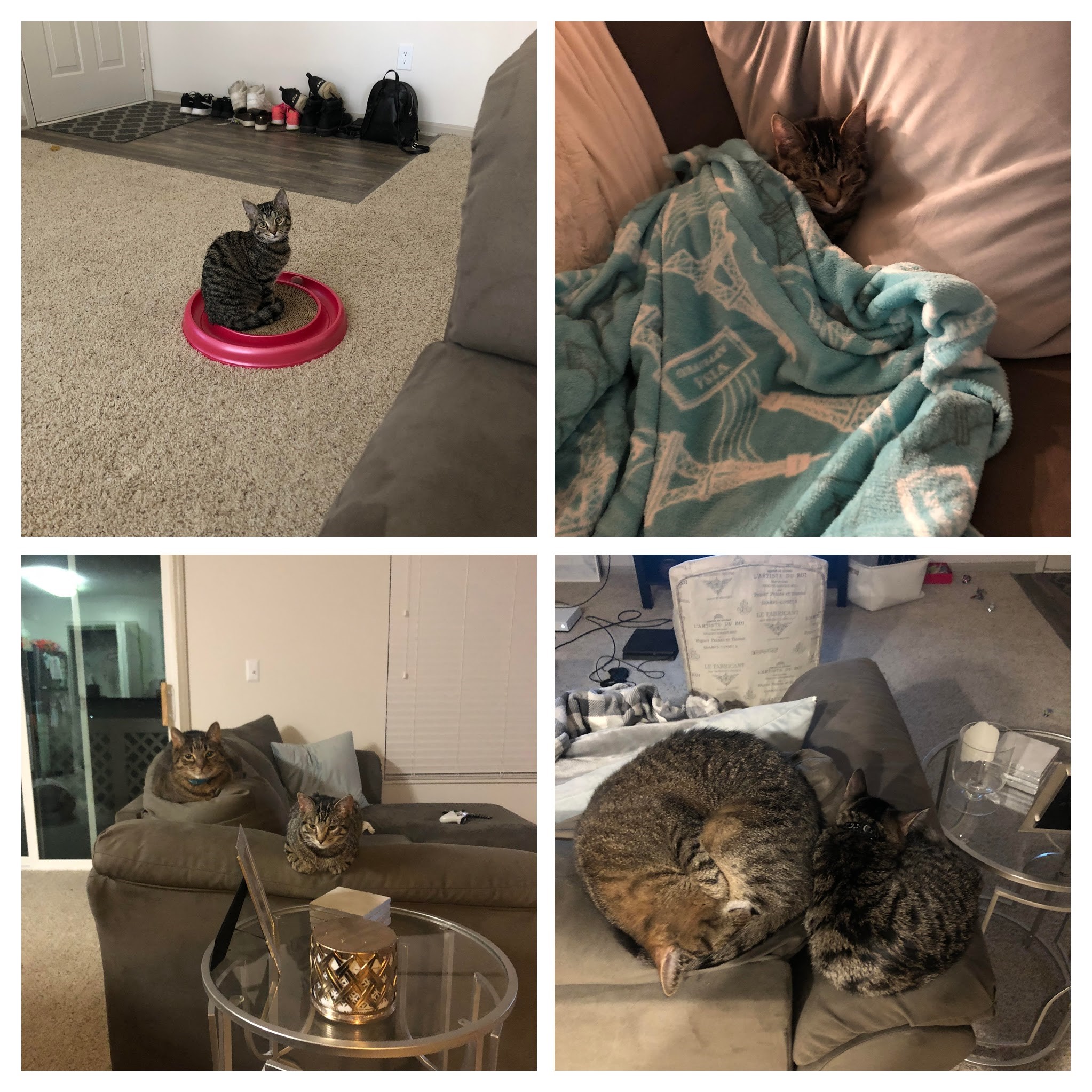 Ellie 1-COLLAGE