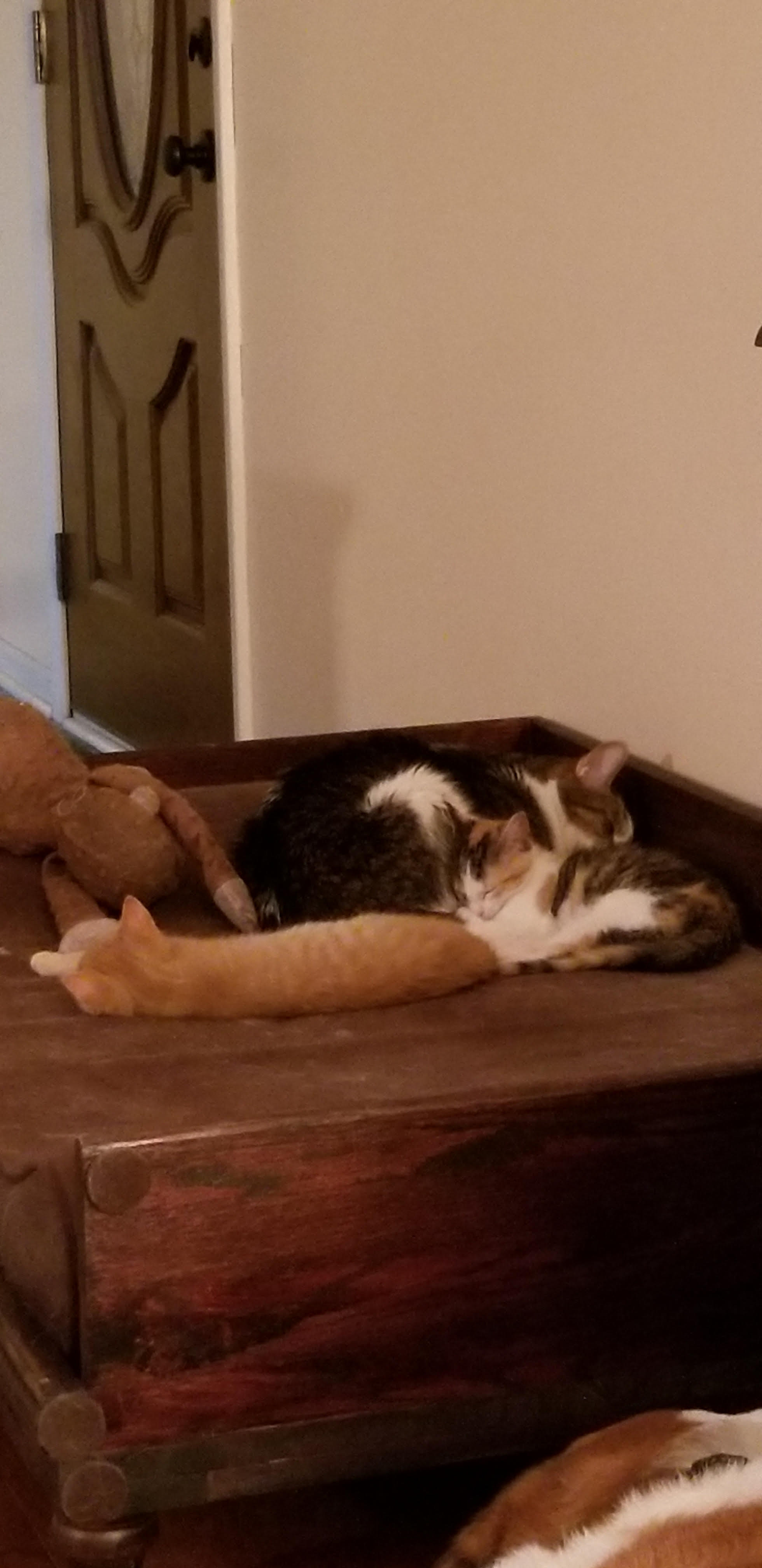 Sprinkles and Simba