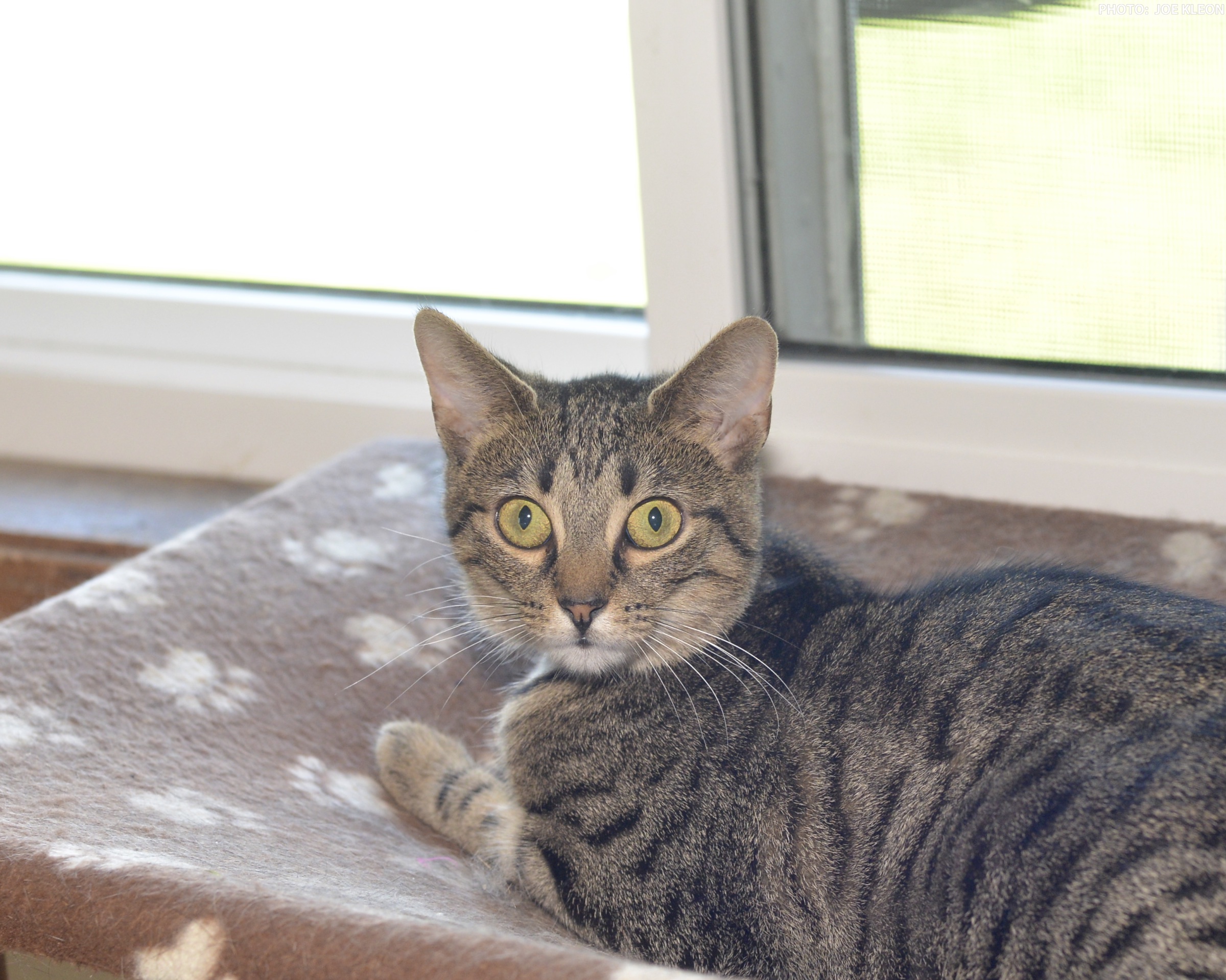 cookie 9-14-18 (1)