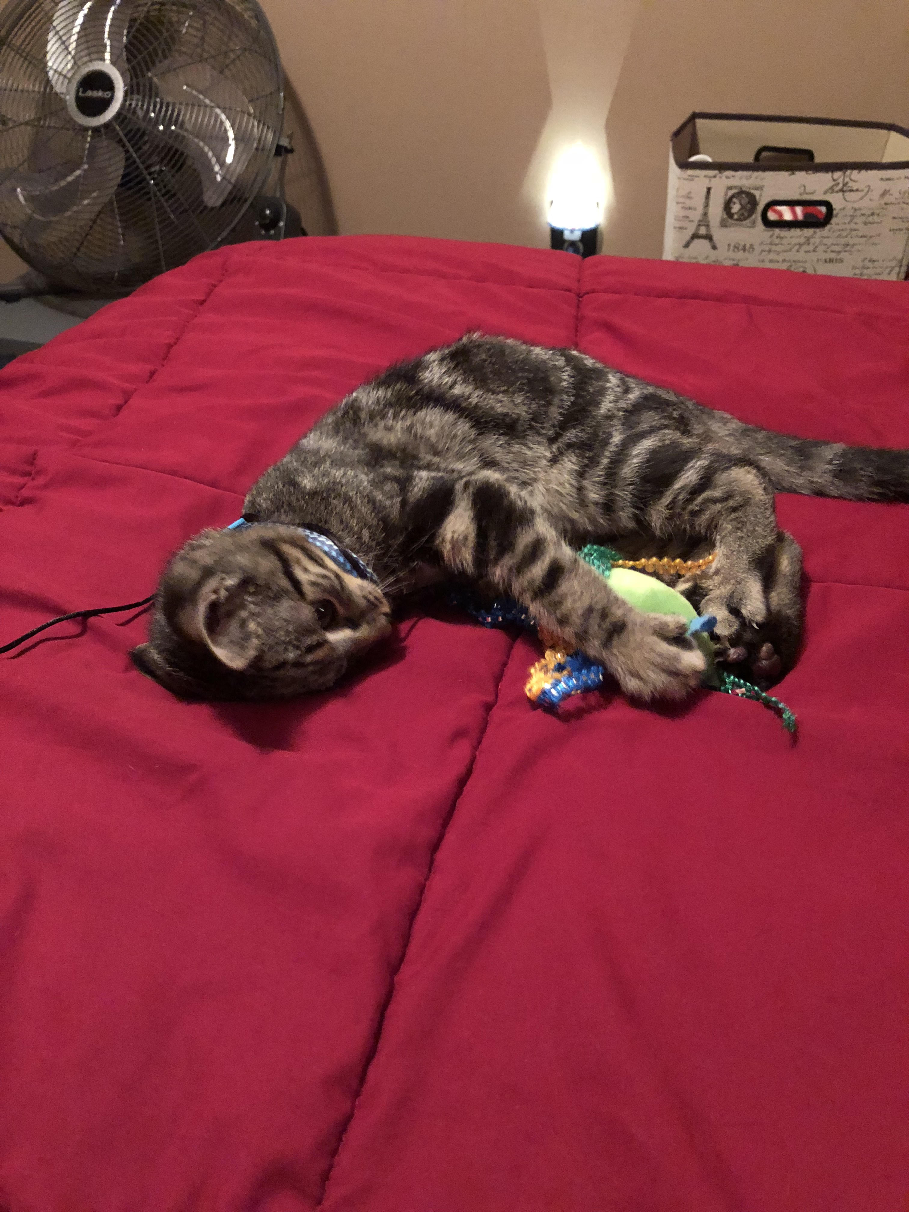 Ozzie