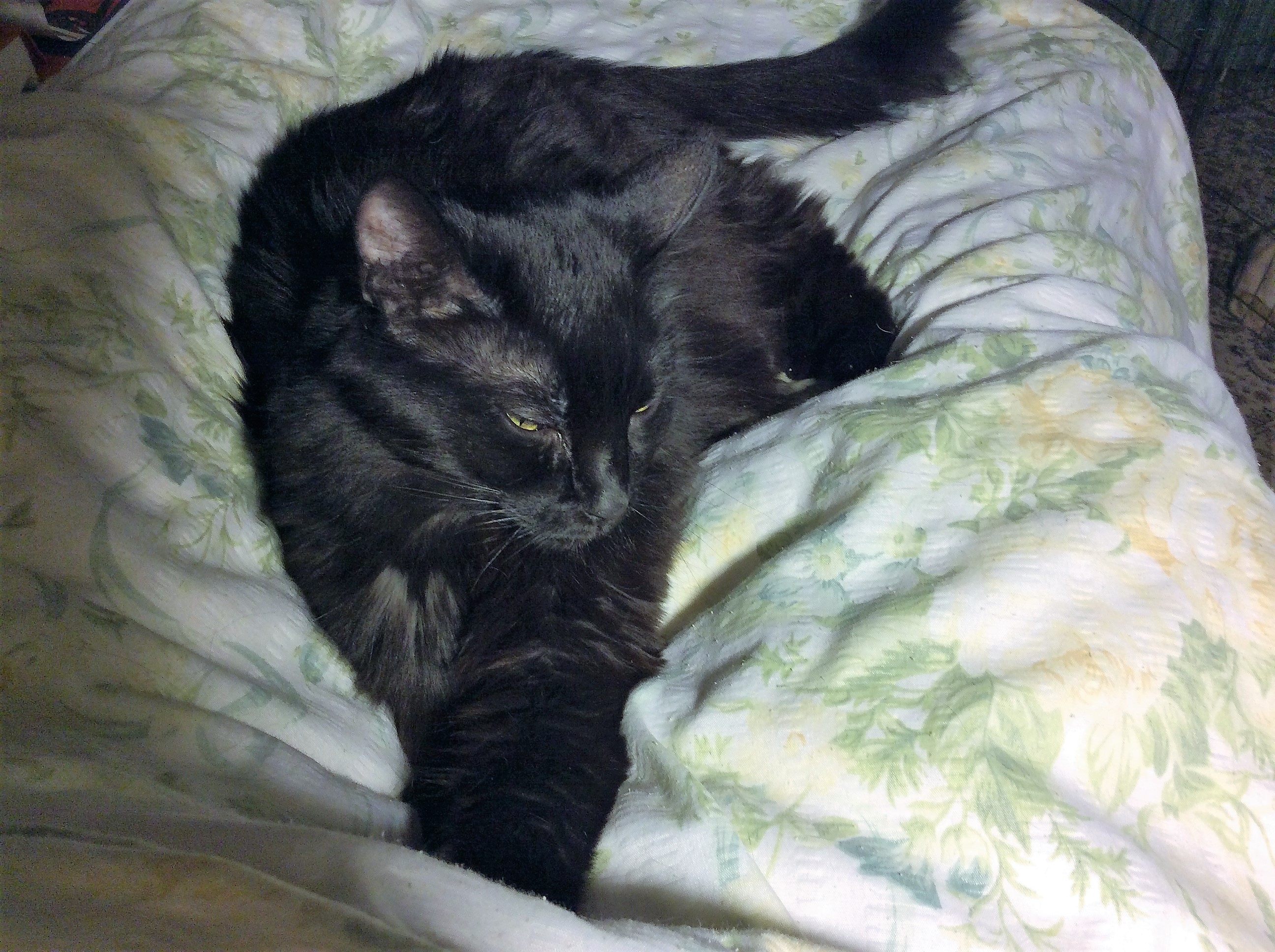 Keisha