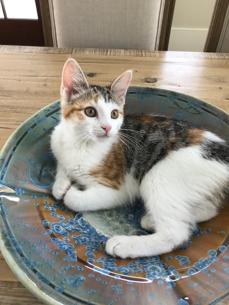 Callie