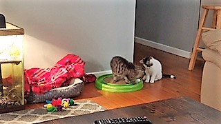 Pebbles and Bamm Bamm