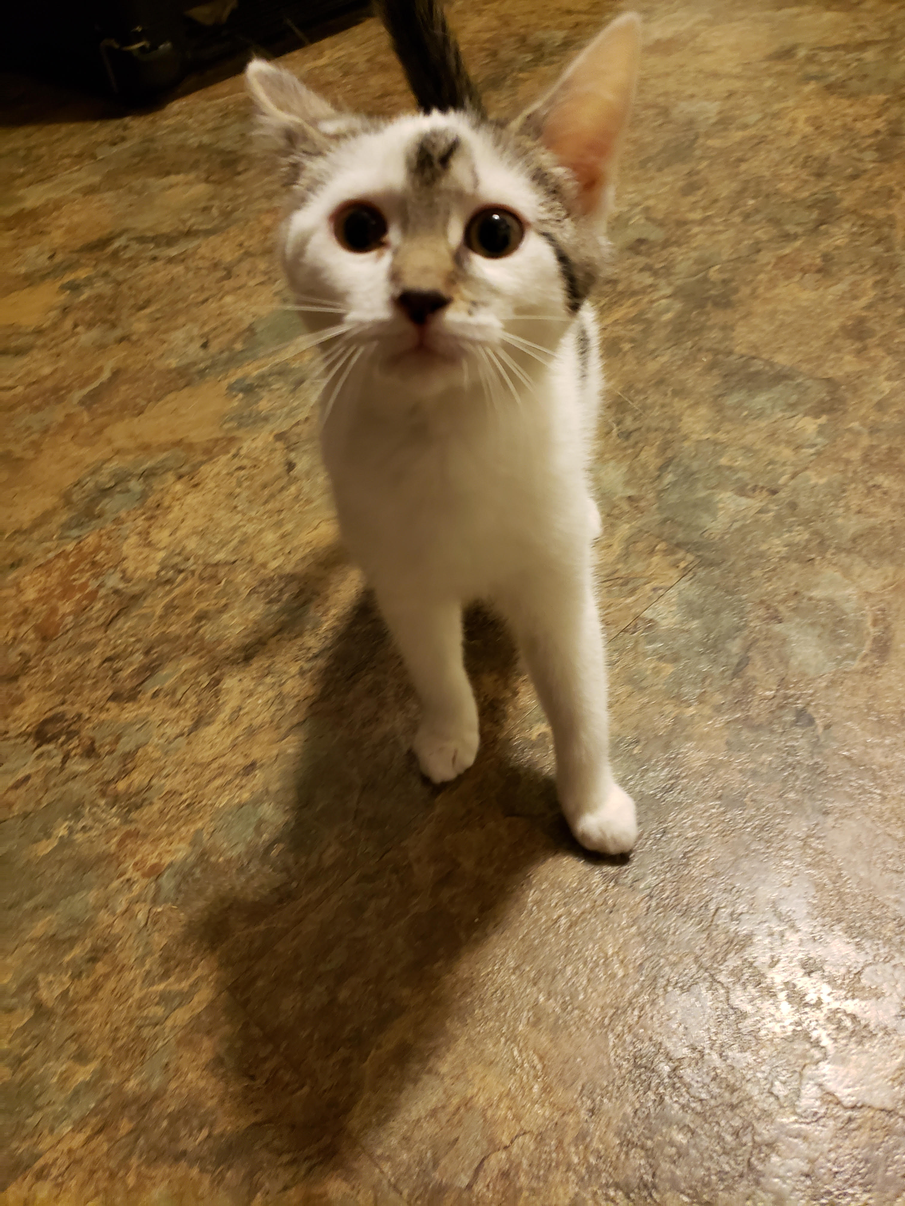 Tater