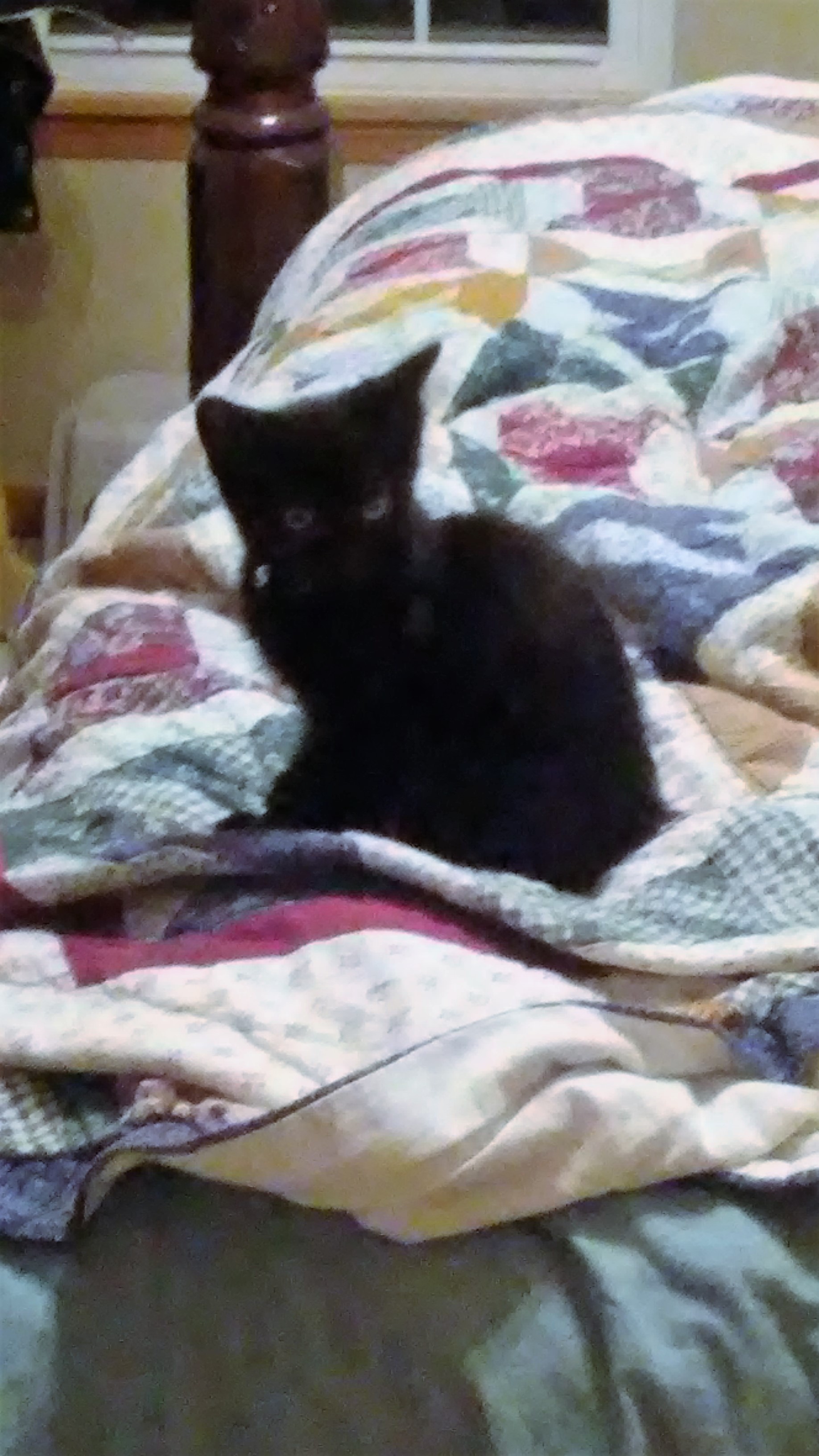 Foster - Luna