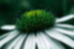 emerald green gold black and white vibe, echinacea.jpg
