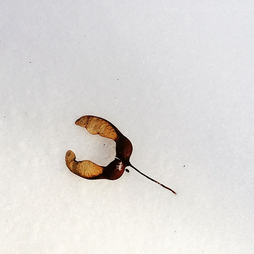 Seeds to a maple tree