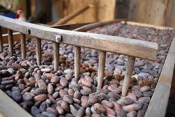 brassage des fèves de cacao de ca
