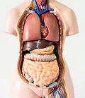 file-20171005-9767-cuvhjn.webp