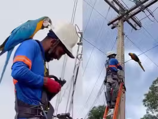 Eletricista é surpreendido por arara durante manutenção em poste 