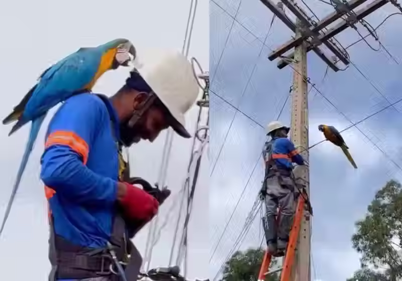 ree