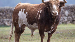 El Juli se anuncia en Arles el próximo 17 de abril con tres encastes distintos en la misma corrida