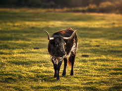 El toro bravo reivindica su lugar como ganadería, patrimonio genético y motor rural
