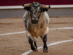 La Comunidad de Madrid reconoce la aportación socio medioambiental del toro bravo