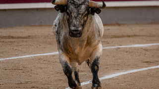 La Comunidad de Madrid reconoce la aportación socio medioambiental del toro bravo