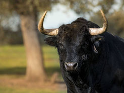 Visitamos la ganadería de El Cotillo en Jaén ¿te apuntas?