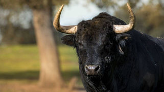 Visitamos la ganadería de El Cotillo en Jaén ¿te apuntas?