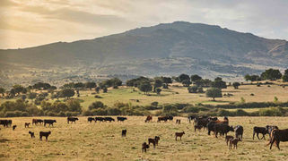 Llamamiento a toda la población española a sumarse a la defensa del futuro del campo