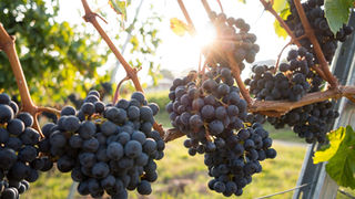 Ribera del Duero cierra la vendimia con más de 109 millones de kilos de uva