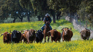 La Real Unión de Criadores de Toros de Lidia celebra 120 años de historia y compromiso ganadero