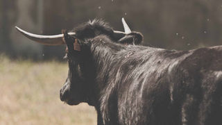 Antonio Casanueva: pensamiento económico y defensa del campo como patrimonio cultural