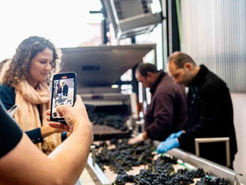 La cuadragésima vendimia de Ribera del Duero muestra la diversidad de la Denominación de Origen