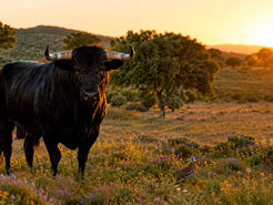 El toro bravo: guardián de la biodiversidad y aliado del medio rural 