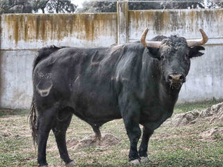 Los toros de Castillejo de Huebra para el próximo domingo 24 de abril en Zaragoza