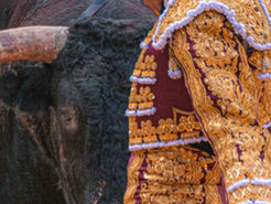 Variedad de encastes en las divisas que lidiarán en Azpeitia en el ciclo taurino de San Ignacio 2023