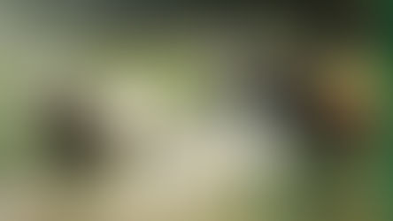 El Ministerio de Cultura y la RUCTL organizan una jornada sobre la ganadería de bravo 