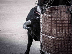 La Asociación El Toro de Madrid saca a la luz la lista negra de la temporada venteña 2022