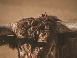 La Empresa Pagés anuncia las ganaderías que lidiarán en Sevilla la próxima temporada