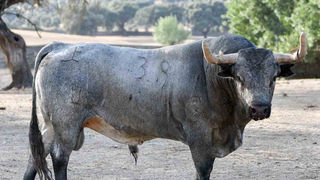 Trapío y seriedad en los toros de José Escolar que se lidiarán en Arles el próximo 11 de septiembre
