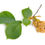 Thumbnail: Slippery Elm Complex