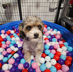 Why Canine Enrichment School is the Smarter Choice Over Traditional Dog Daycare