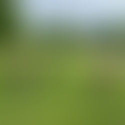 Real Talk: Setting Realistic Expectations About Owning a Dog