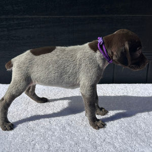 German Shorthaired Pointer puppy, Female 6, right side view - Colorado Front Range litter