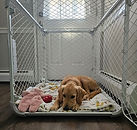 dog laying in crate peacefully with door