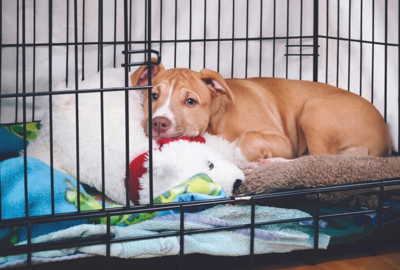 Puppy peacefully lounging in their crate with the door open