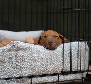 puppy sleeping peacefully in crate with door open_edited.jpg