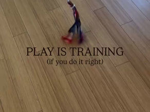 How to Tire Out Your Dog and Teach Them to Calm Down: Using a Flirt Pole