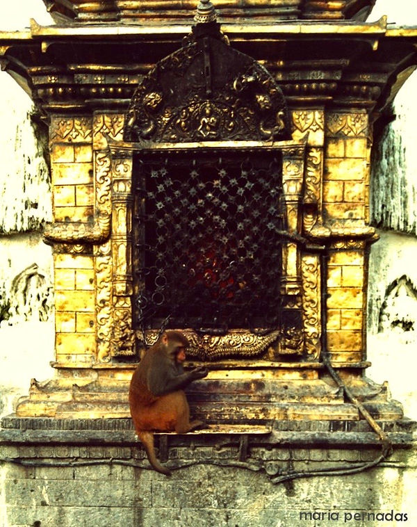 mp india macacoR.JPG
