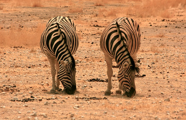 2009 09_MariaPernadas_Namibia_cmpernadas