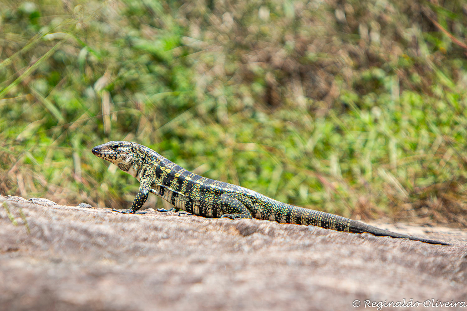 Lagarto Teiú