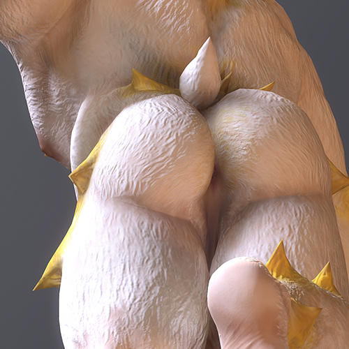 AsgoreX