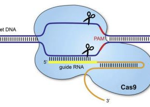 CRISPR/cas9: l'editing genetico che sta cambiando la biologia e le nuove terapie geniche