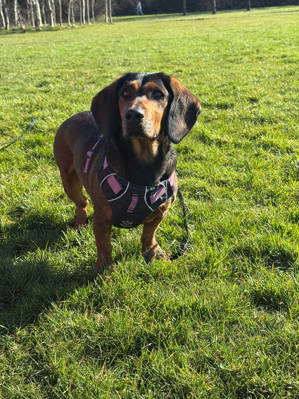 Brown dog in a black and pink harness stands on green grass in a sunny park. Trees in the distance, serene atmosphere.