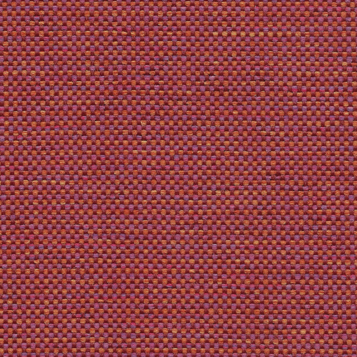 88 Tulip