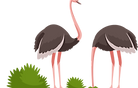 29_struzzo.png