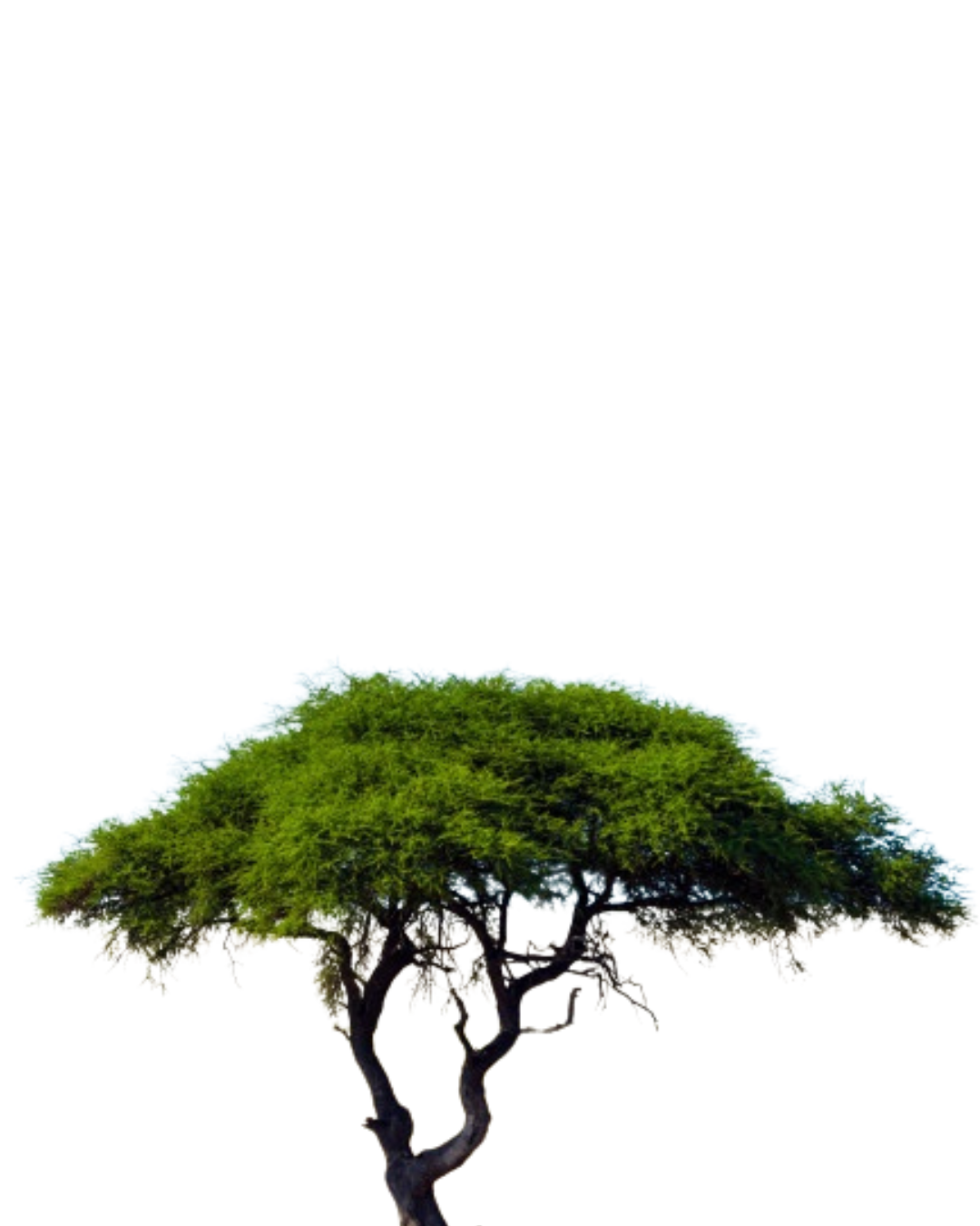 Untitled design (14).png